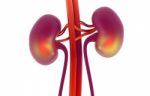 Human Kidney Stock Photo