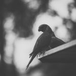 Rainbow Lorikeet Stock Photo