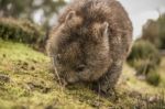 Adorable Large Wombat During The Day Looking For Grass To Eat Stock Photo