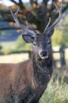 Stags Head Stock Photo