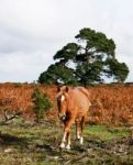 Forest Pony Stock Photo