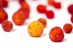 Strawberry Tree (arbutus Unedo) Fruit Stock Photo