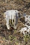 Sheep Skull Stock Photo