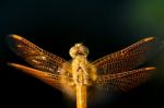 Pantala Flavescens Dragonfly Top View Stock Photo