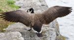 The Jump Of The Cackling Goose To The Rock Shore Stock Photo