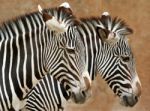 Zebra Stock Photo