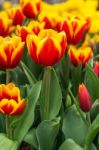 Beautiful Tulip In The Garden Stock Photo