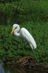 Heron With Raised Leg Stock Photo