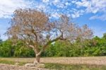 Dead Trees In Rural Forests Stock Photo