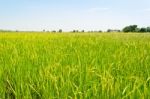 Rice Fields Stock Photo