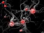 Neuron Stock Photo