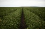 Cotton Field In The Countryside Stock Photo