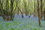 Sussex Bluebells Stock Photo