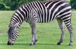 Image Of A Zebra Eating The Grass On A Field Stock Photo