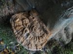 Bracket Fungus Growing On A Tree In Ashdown Forest Stock Photo