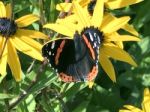 Butterfly On The Flowers Stock Photo