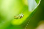 Green Spider In Green Nature Stock Photo