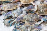 Blue Crab Stock Photo