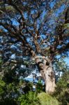 Tree On Hahei Beach Stock Photo