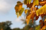 Autumn Leaves Stock Photo