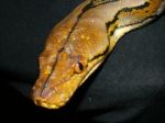 Makassar Reticulated Python Stock Photo