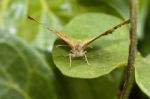 Butterfly On Top Of Leaf Stock Photo