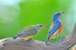 Orange-bellied Flowerpecker Stock Photo