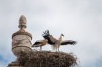 Two Young White Storks Getting Ready To Flight Stock Photo