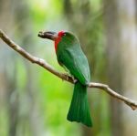 Female Red-bearded Bee-eater Stock Photo