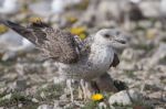 Young Seagulls Near The Cliffs Stock Photo