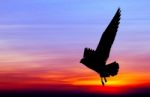 Silhouetted Seagull Flying At Colorful Sunset Stock Photo