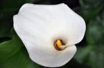 Calla Lilly 1 Stock Photo