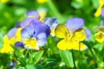 Violet Yellow Viola Flower In Garden Stock Photo