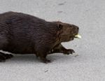 Detailed Closeup Of A Funny North American Beaver Walking Somewhere Stock Photo