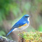 Male Himalayan Bluetail Stock Photo