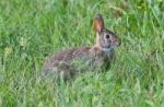 Picture With A Cute Rabbit Sitting In The Grass Stock Photo