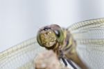 Dragonfly Smile Stock Photo