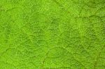 Green Leaf Macro Background Stock Photo