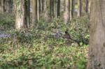 Bluebells In Wepham Wood Stock Photo