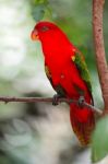 Lorikeet Stock Photo