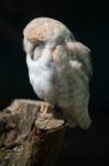 Barn Owl (tyto Alba) Stock Photo