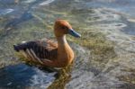 Fulvous Whistling Duck (dendrocygna Bicolor) Stock Photo