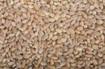 Organic Wheat Grains Stock Photo