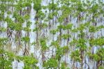 Young Mangrove Plants Stock Photo