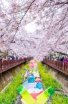 Jinhae,korea - April 4 : Jinhae Gunhangje Festival Is The Largest Cherry Blossom Festival In Korea.tourists Taking Photos Of The Beautiful Scenery Around Jinhae,korea On April 4,2015 Stock Photo