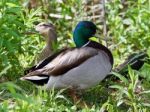 Background With A Pair Of Mallards Standing Stock Photo