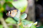 Orange Black Pattern Butterfly On Branch Stock Photo