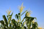 Three Corn Flower In Blue Sky Stock Photo