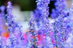 Purple White Salvia Flowers Close Up Stock Photo