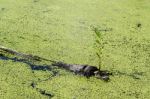 Little Plant Growth On Dead Tree Stock Photo